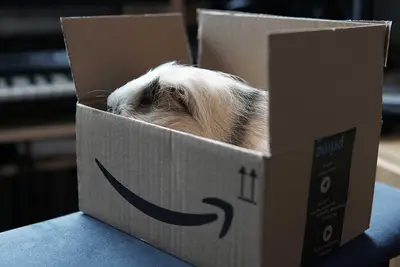 Prime delivery and media synergy: Tips for users